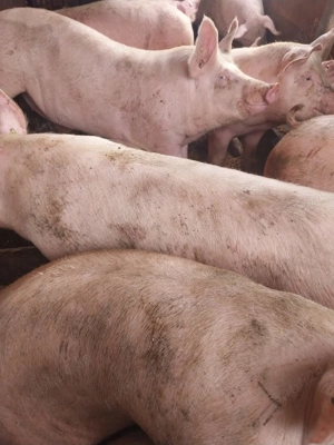 Porci mari de carne 100-300 kg  - imagine 2