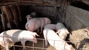 VAND PORCI 60-300KG RASĂ LANDRCE +MARELE ALB - imagine 2