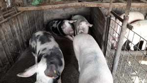 VAND PORCI 60-300KG RASĂ LANDRCE +MARELE ALB - imagine 5