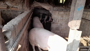 VAND PORCI 60-300KG RASĂ LANDRCE +MARELE ALB - imagine 3