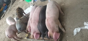 Vând purceii !!! - imagine 3 Vând purceii !!! - imagine 3