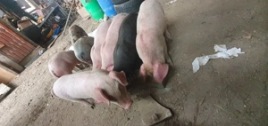Vând purceii !!! - imagine 2 Vând purceii !!! - imagine 2