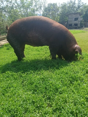 Vind scrofiță duroc . - imagine 2