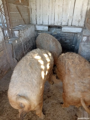 Vand porci magalita pt sacrificat  - imagine 2