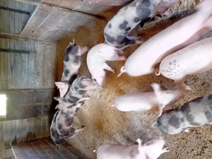 Porci de vanzare - imagine 2 Porci de vanzare - imagine 2