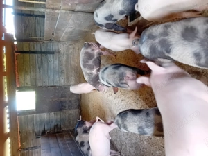 Porci de vanzare - imagine 3 Porci de vanzare - imagine 3