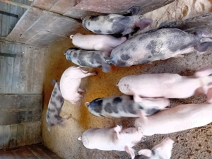 Porci de vanzare - imagine 4 Porci de vanzare - imagine 4