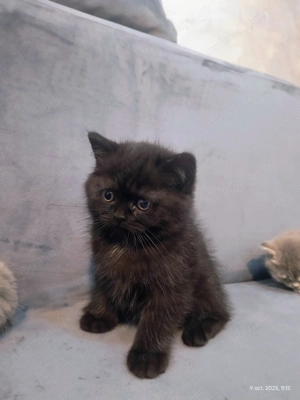 Pisici British Shorthair
