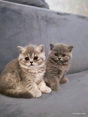 Pisici British Shorthair  - imagine 3