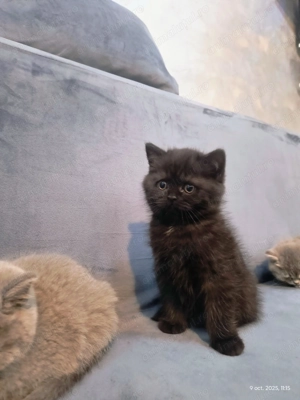 Pisici British Shorthair  - imagine 2