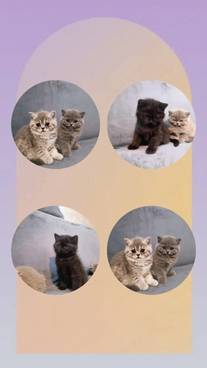 Pisici British Shorthair