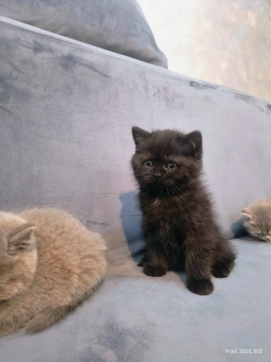 Pisici British Shorthair  - imagine 5