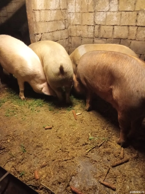 porci de vânzare 