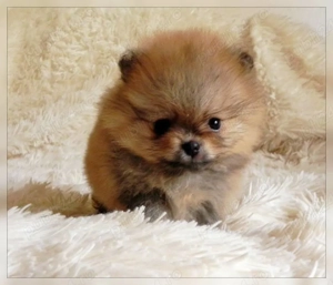 pomeranian super mini