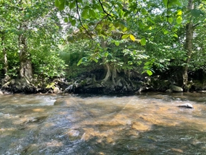 Teren 2,932mp Sarbi (Budesti) / Drumul Principal - imagine 2