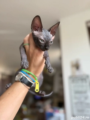 pui sphynx, sphinx, sfinx adorabili si jucausi - imagine 3