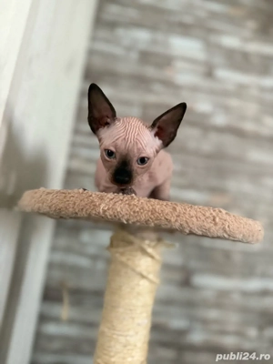 pui sphynx, sphinx, sfinx adorabili si jucausi - imagine 4