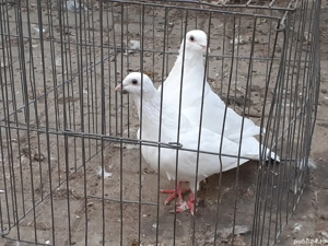 Vand porumbei de carne buni reproducatori  Huble - imagine 2