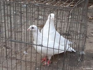 Vand porumbei de carne buni reproducatori  Huble