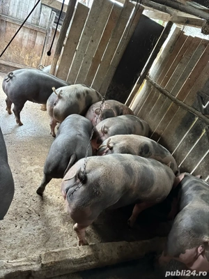 Vand porci pentru Craciun! - imagine 2