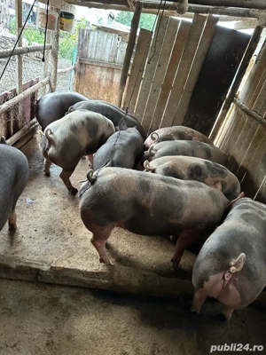 Vand porci pentru Craciun! - imagine 3