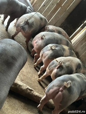 Vand porci pentru Craciun!