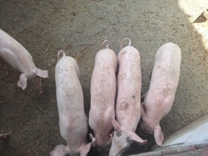 Vand șoldani rasa de carne.