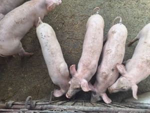 Vand șoldani rasa de carne. - imagine 3