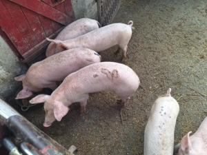 Vand șoldani rasa de carne. - imagine 2