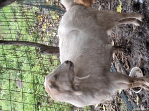 capră pentru pastramă