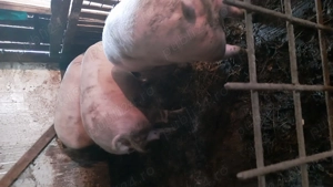 Vând porci pentru Crăciun  - imagine 4