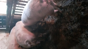 Vând porci pentru Crăciun  - imagine 3