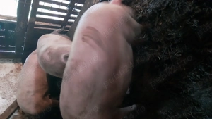 Vând porci pentru Crăciun  - imagine 2