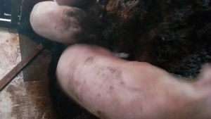 Vând porci pentru Crăciun  - imagine 5