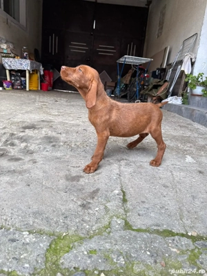 Vând vizsla maghiara  - imagine 3