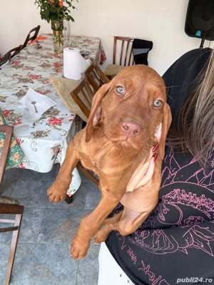 Vând vizsla maghiara  - imagine 4