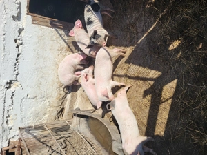 Vând purcei, 30saptamani  - imagine 2