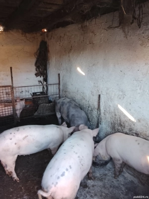 Porci de carne! - imagine 3