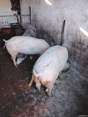 Porci de carne! - imagine 2