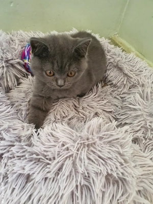 Pisoiași British shorthair blue 