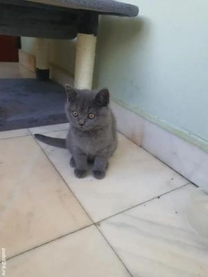 Pisoiași British shorthair blue  - imagine 2
