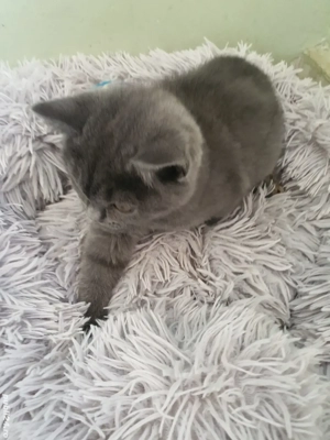 Pisoiași British shorthair blue  - imagine 3