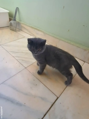 Pisoiași British shorthair blue  - imagine 4