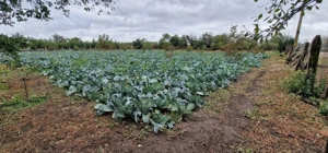 Casa de vânzare cu teren . - imagine 5