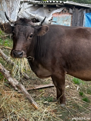 Vand vaca cu vitel in burta are 8 luni - imagine 3 Vand vaca cu vitel in burta are 8 luni - imagine 3