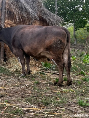 Vand vaca cu vitel in burta are 8 luni - imagine 2 Vand vaca cu vitel in burta are 8 luni - imagine 2