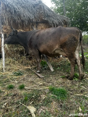 Vand vaca cu vitel in burta are 8 luni - imagine 4 Vand vaca cu vitel in burta are 8 luni - imagine 4