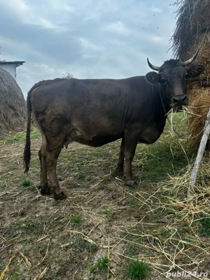 Vand vaca cu vitel in burta are 8 luni