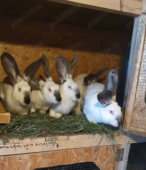 Iepuri Uriaș de Transilvania - femele pentru reproducție 