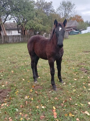 Armasar negru tintat